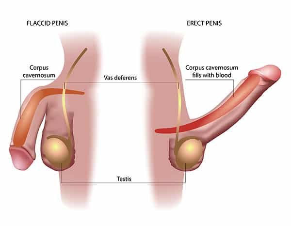 Penis Disorders - Mediva Hospital